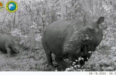 Indonesia welcomes two baby Javan rhinos  