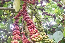 Thailand encourages coffee farming to meet growing demand in Asia