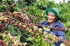 Dak Lak records highest-ever coffee export volume