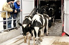 TH-RUS welcomes nearly 2,400 milch cows to new farm in Kaluga
