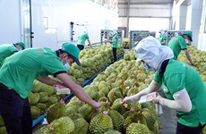 Vietnamese exporters ready for Chinese market’s reopening