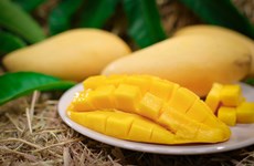 Thailand: Nam Dok Mai Si Thong mangoes registered as GI product