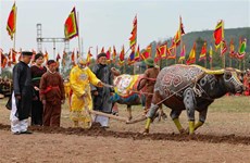 Traditional ploughing festival held to pray for bumper crops