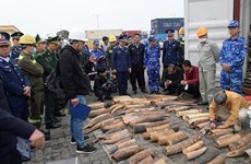 Half a tonne of smuggled ivory seized in Hai Phong city