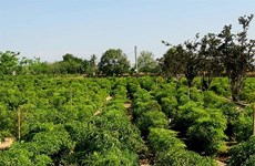 Ninh Thuan province focuses on farming of medicinal plants