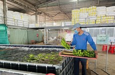 Dong Nai province to export over 500,000 tonnes of fresh bananas in 2023