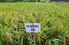 New salt tolerant rice variety to bolster Mekong Delta’s response to climate change