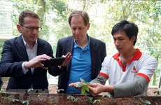 Foreign experts inspect Ngoc Linh ginseng cultivation in Quang Nam