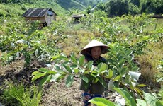 Toronto webinar highlights Vietnam’s poverty reduction experience