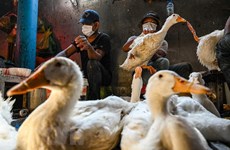H5N1 bird flu in Cambodian province under control: authorities