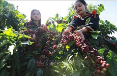 37 international delegations to join 8th Buon Ma Thuot coffee festival