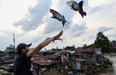 Indonesia applies biosecurity to prevent bird flu spread