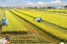 Public private partnership task force on rice established