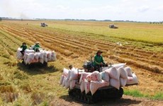 Vietnam to develop 1 million ha of low-emission high-quality rice by 2030: draft