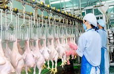 Domestic poultry sellers face tough competition from imported chicken