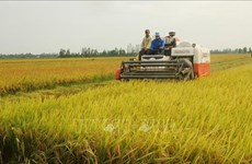 Norway funds Vietnam’s hybrid rice farming for climate change adaptation