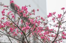 More cherry blossom trees planted in Hanoi park