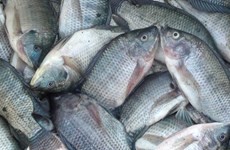 Indonesia boosts tilapia production to meet global demand