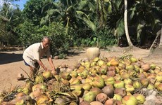 Tra Vinh province eyes expansion in organic coconut growing areas