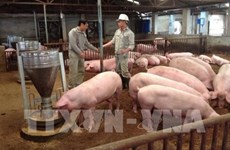 Project helps improve pork safety in Vietnam