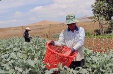 Lam Dong province to expand organic farming