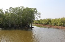 Mekong Delta to increase forest cover