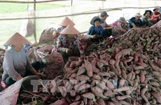 Vietnam ready to export first batch of sweet potatoes to China