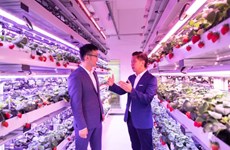 Singapore applies hi-tech in growing strawberries in Malaysia, Thailand 