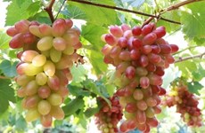 Ninh Thuan province to host grape and wine festival in June