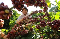 Coffee export could reach 4 billion USD as global prices remain high