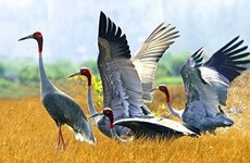 Dong Thap rolls out measures to preserve, develop red-headed crane population