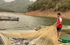 Caged fish farming in hydro-power reservoirs helps people earn stable incomes