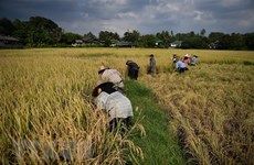 Laos urges ASEAN to work for food security  