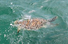 Ba Ria-Vung Tau: Rare sea turtle released back to wild
