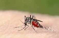 Thai Health Ministry: Dengue fever cases could reach 3-year peak