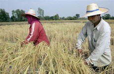 Thailand’s rice output may fall 6% due to El Nino