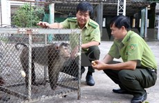 Vietnamese, Lao localities enhance cooperation in forest, wildlife protection