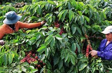 Measures sought to promote deforestation-free coffee production