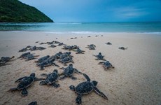 Short film calling for sea turtle protection released