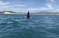 Bryde whales return to the south-central Vietnamese coast