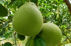 Thailand starts exporting pomelo to US in historic deal