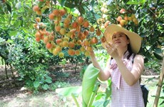 Tra Vinh province develops agricultural tourism