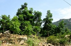 Ninh Thuan to grow more new forests