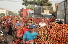 Vietnamese agricultural sector urged to overhaul logistics for improved export potential