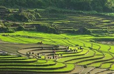 Vietnamese, Chinese localities foster tourism cooperation