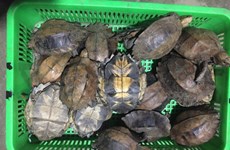 Two jailed for smuggling endangered turtles 
