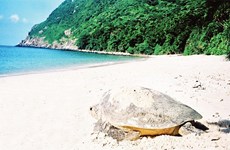 Con Dao becomes important sea turtle conservation area of the world