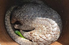  Can Tho: Wild pangolin to be handed over to U Minh Ha national park