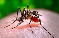 Dengue cases in Laos spike amid continuous rainfall