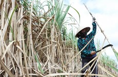 Over 17 tonnes of sugarcane from Hoa Binh exported to the US